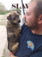 SLAV, Hund, Mischlingshund in Bulgarien