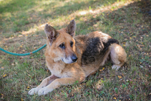 SELINA, Hund, Schäferhünd Mischling in Kroatien