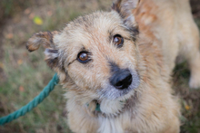 CHIPNR269113, Hund, Mischlingshund in Kroatien