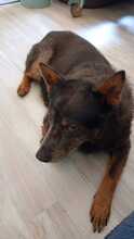 ZAMIRA, Hund, Mischlingshund in Süderbrarup