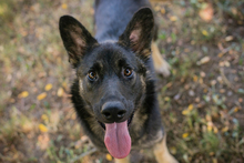 CHIPNR263755, Hund, Schäferhund Mischling in Kroatien