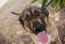 CHIPNR264380, Hund, Mischlingshund in Kroatien