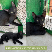 CALI, Katze, Europäisch Kurzhaar in Italien