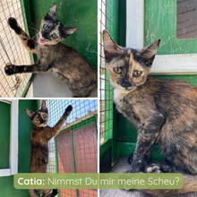 CATIA, Katze, Europäisch Kurzhaar in Italien