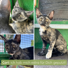 CORI, Katze, Europäisch Kurzhaar in Italien