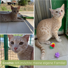 COSMO, Katze, Europäisch Kurzhaar in Italien
