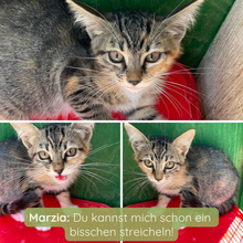 MARZIA, Katze, Europäisch Kurzhaar in Italien