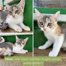 DREIFARBIG, Katze, Europäisch Kurzhaar in Italien