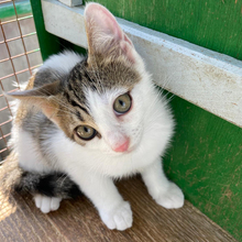 MIRO, Katze, Europäisch Kurzhaar in Italien