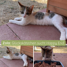 ZOLA, Katze, Europäisch Kurzhaar in Italien
