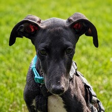 GABRIEL, Hund, Windhund Mischling in Henstedt-Ulzburg