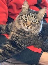 KITTY, Katze, Hauskatze in Belgien