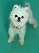 MUNECO, Hund, Pomeranian in Eckental