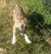 HOLMES, Hund, Mischlingshund in Rumänien