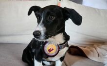 POPPY, Hund, Mischlingshund in Greifenstein