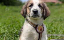 ACHILLES, Hund, Herdenschutzhund-Mix in Barsinghausen