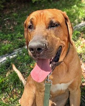 APOLLO, Hund, Broholmer in Gmund
