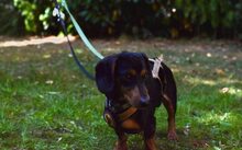 ANUBIS, Hund, Dackel-Mix in Bochum