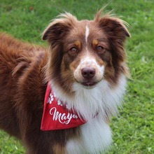 MAYA, Hund, Australian Shepherd in Wedel
