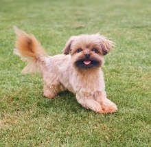 EDDI, Hund, Yorkshire Terrier-Shi Tzu-Mischling in Barsbüttel