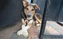 LAILA, Hund, Mischlingshund in Enger