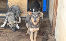 GINO, Hund, Mischlingshund in München