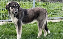 LEXI, Hund, Herdenschutzhund-Mix in München