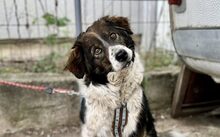 TIARA, Hund, Mischlingshund in Reutlingen
