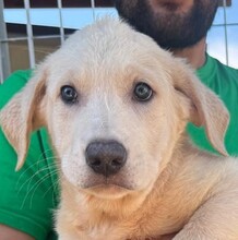 DANI, Hund, Mischlingshund in Italien