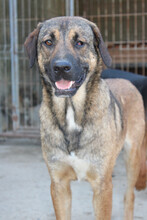 FEODOR, Hund, Mischlingshund in Kroatien