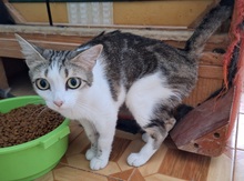 NOA, Katze, Europäisch Kurzhaar in München
