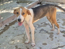 LEOPOLD, Hund, Mischlingshund in Bulgarien
