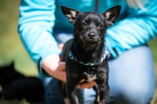 VIGGO, Hund, Chihuahua-Mix in Bad Wünnenberg