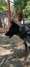 STORM, Hund, Mischlingshund in Ungarn