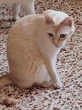 RONY, Katze, Hauskatze in Belgien