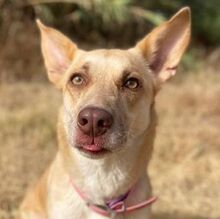 ZOE, Hund, Podenco-Maneto-Mischling in Spanien