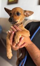 PAOLA, Hund, Chihuahuamischling in Wöllstadt