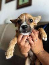 PEPE, Hund, CHihuahuamischling in Wöllstadt
