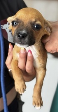 PITUFINA, Hund, Chihuahuamischling in Friedrichsdorf