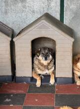 SANYA, Hund, Mischlingshund in Rumänien
