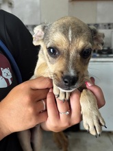 POPEYE, Hund, Chihuahuamischling in Rosbach