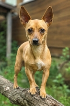 CANELA, Hund, Mischlingshund in Weil