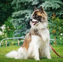 ALMA, Hund, Mischlingshund in Russische Föderation