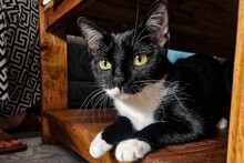 SALLY, Katze, Europäisch Kurzhaar in Norderstedt
