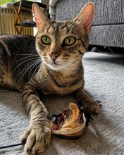 SAFIRA, Katze, Europäisch Kurzhaar in Norderstedt