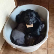 BOSS, Hund, Retriever mix in Stockstadt