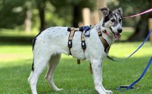 ALISCHA, Hund, Mischlingshund in Berlin