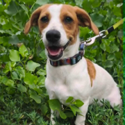 LUJZA, Hund, Jack Russell Terrier in Slowakische Republik