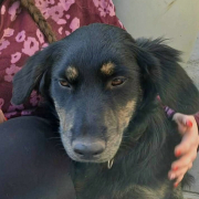 PEPSI, Hund, Schäferhund Mix in Slowakische Republik