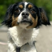 PING, Hund, Cavalier Spitz Mix in Slowakische Republik